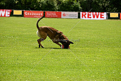 Boomer vom Further Moor