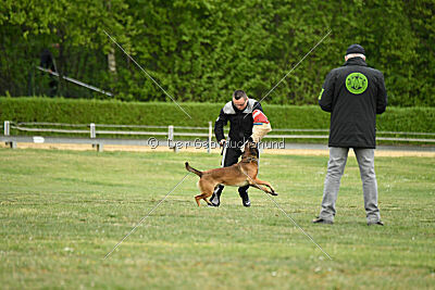 Boomer vom Further Moor