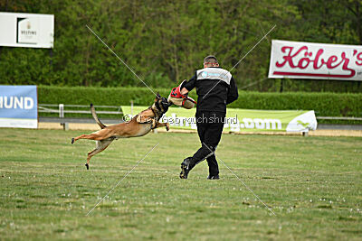 Boomer vom Further Moor