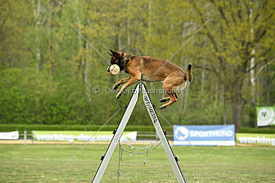 Boomer vom Further Moor