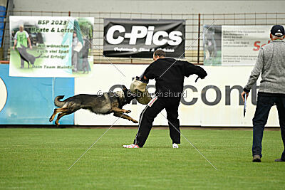 Boomer vom Wolfsdreieck