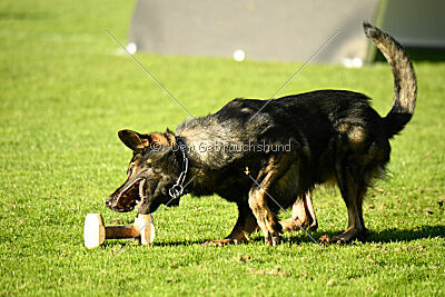 Boomer vom Wolfsdreieck