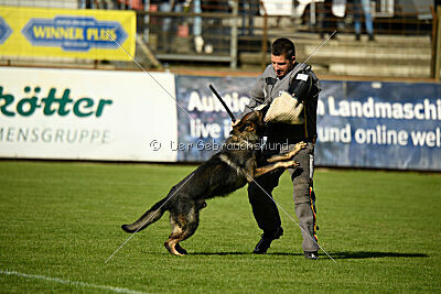 Boomer vom Wolfsdreieck