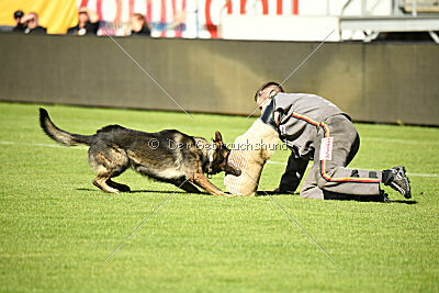 Boomer vom Wolfsdreieck