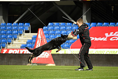 Boss vom Adlerschrei