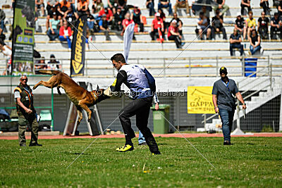 Boyka de Fontemordant