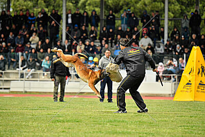 Boyka de Fontemordant