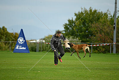 Brave Brisko von den zauberhaften Teufeln