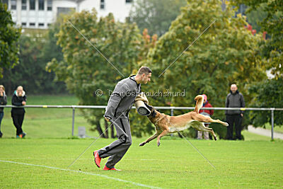 Brianna vom Giannioti Sports Dog