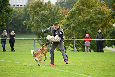 Brianna vom Giannioti Sports Dog