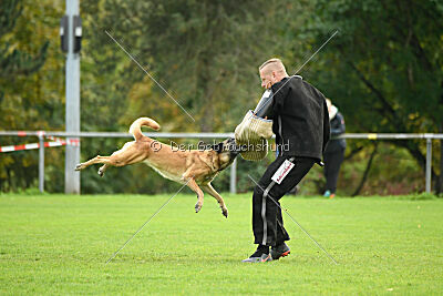 Brianna vom Giannioti Sports Dog