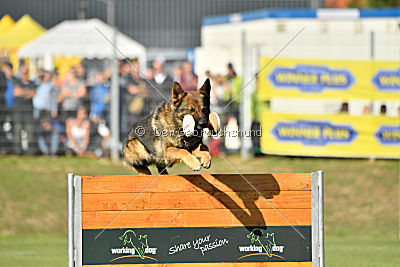 Brix vom Kattenstedter Busch