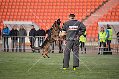 Brix vom Kattenstedter Busch