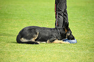 Bruce von der Michelbacher Heide