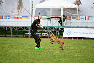 Buckcherry Fox Garden