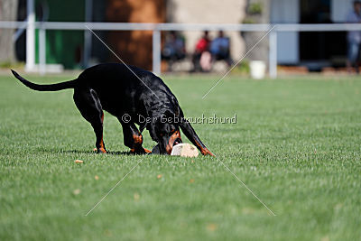 Buddy vom Hexenzauber
