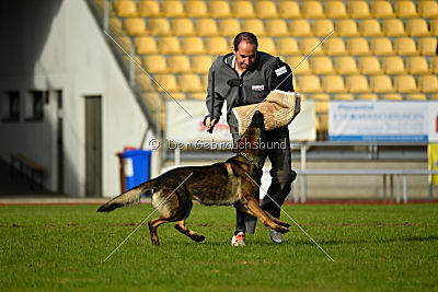 Buffalo vom Haus Vortkamp