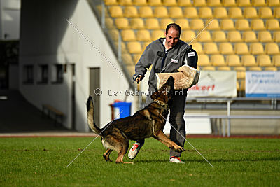 Buffalo vom Haus Vortkamp