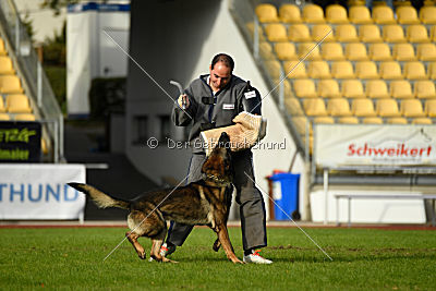 Buffalo vom Haus Vortkamp
