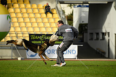 Buffalo vom Haus Vortkamp