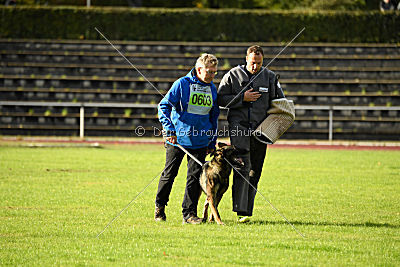 Buffalo vom Haus Vortkamp