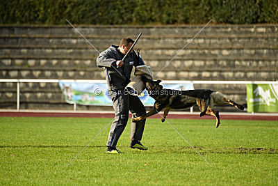 Buffalo vom Haus Vortkamp
