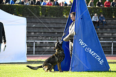 Buffalo vom Haus Vortkamp