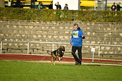 Buffalo vom Haus Vortkamp