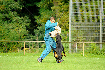 Bullweih vom Schandpfahl