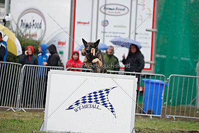 Bushido von Hund und Sport