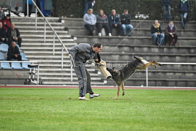 Bushido von Hund und Sport