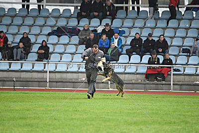 Bushido von Hund und Sport