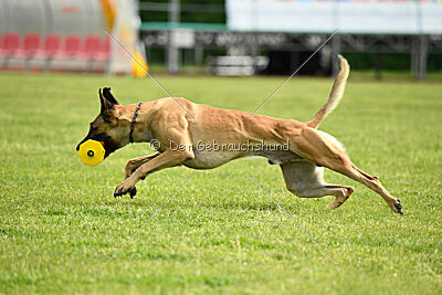 C'Rapper King Regent