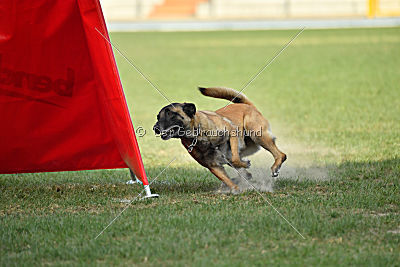 Cadha Force Canina
