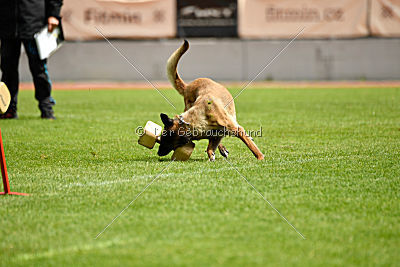 Cadha Force Canina