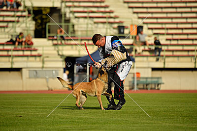 Cadha Force Canina