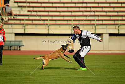 Cadha Force Canina