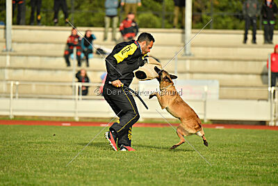 Caja von der Schwarzen Mamba