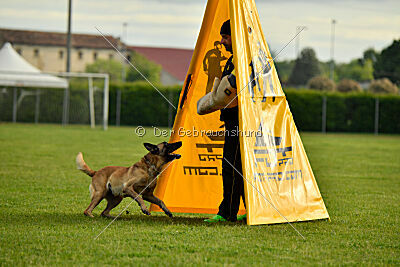 Caja von der Schwarzen Mamba