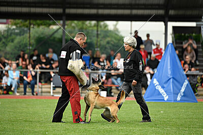 Caja von der schwarzen Mamba