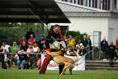 Caja von der schwarzen Mamba