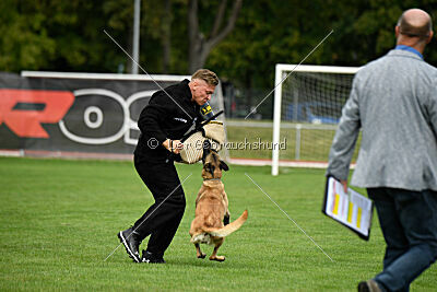 Caja von der schwarzen Mamba