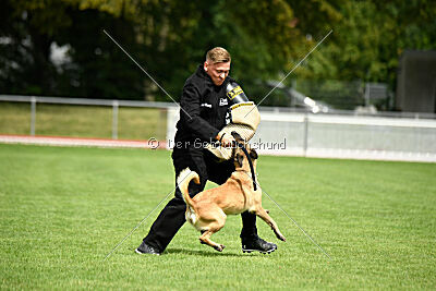 Caja von der schwarzen Mamba
