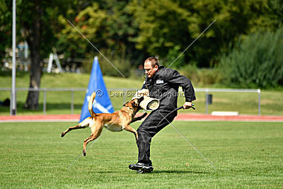 Caja von der schwarzen Mamba