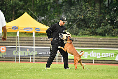 Calito vom Kylltalblick