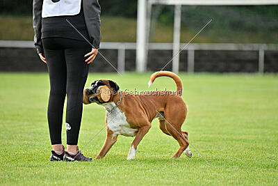 Calito vom Kylltalblick