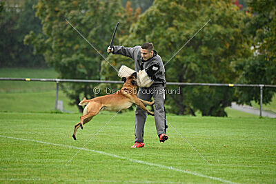 Calle von der schwarzen Mamba