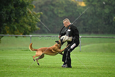 Calle von der schwarzen Mamba