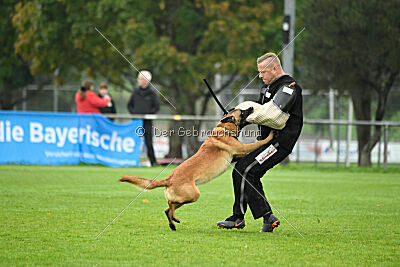 Calle von der schwarzen Mamba