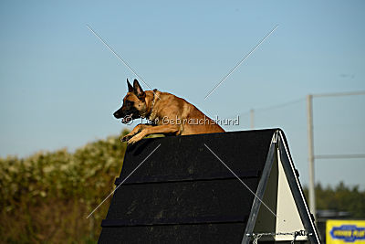 Calle von der schwarzen Mamba